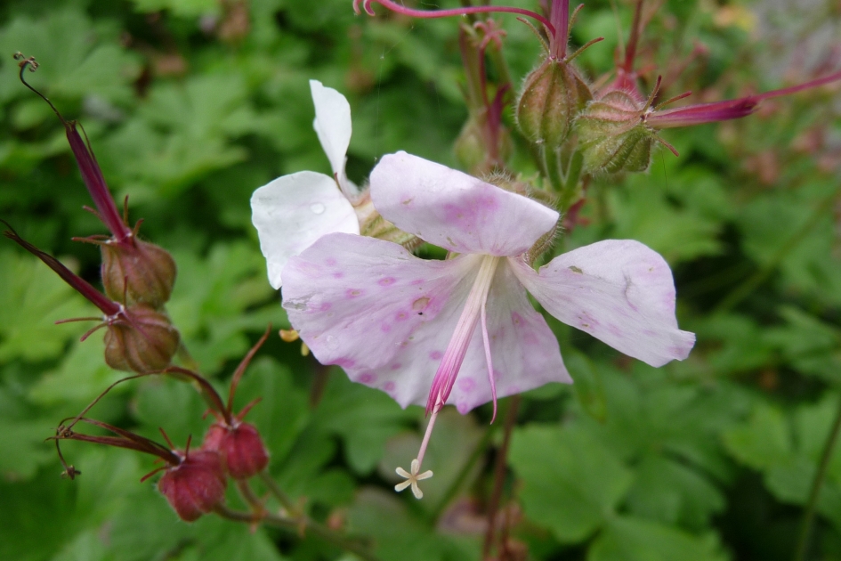 Wilde geranium - Planten - 
