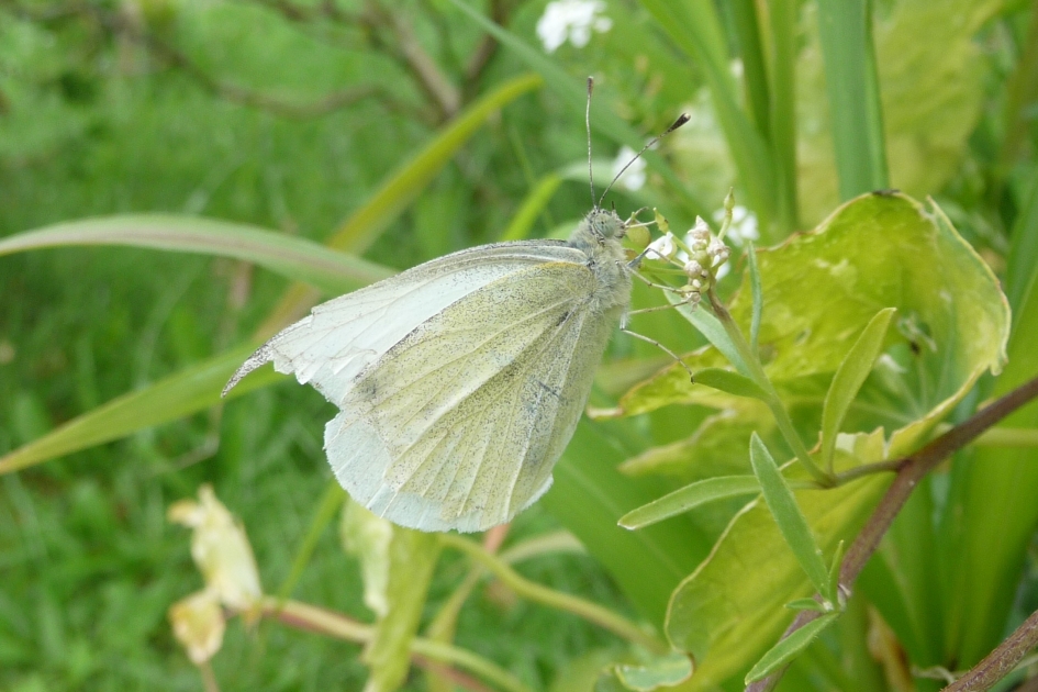 Koolwitje - Geleedpotigen - 