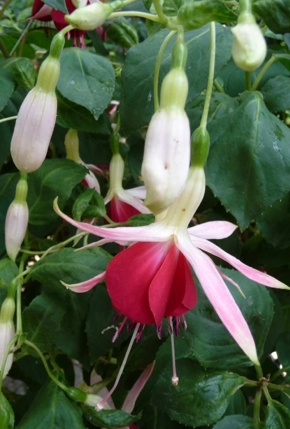 Belletjesplant - Planten - 