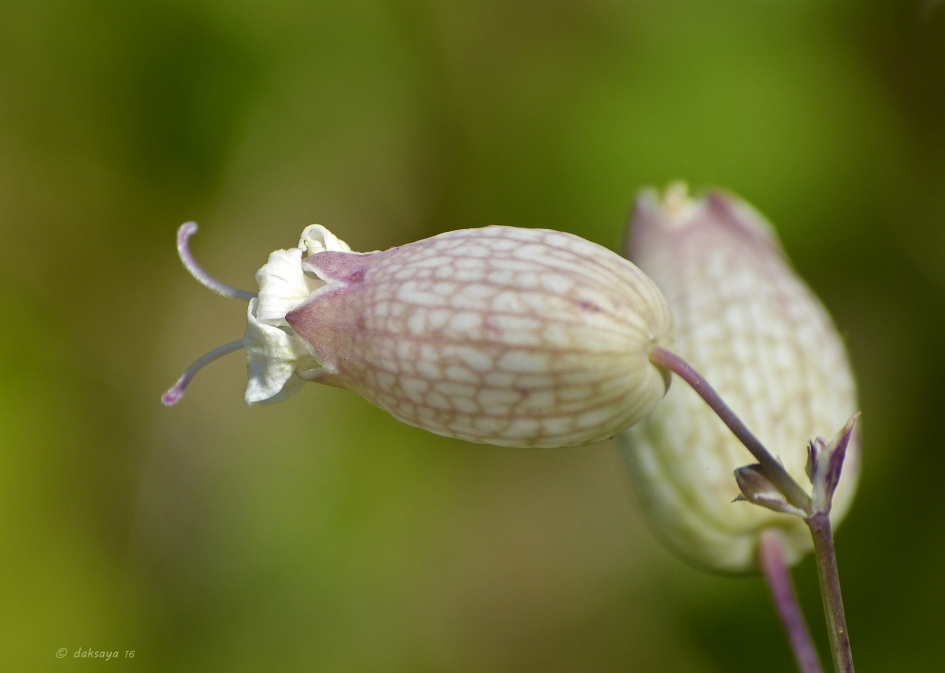 Blaassilene - Planten - Blaassilene