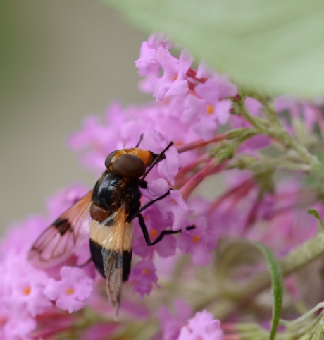 Witte Reus of Ivoorzweefvlieg