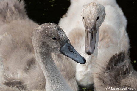 Witte zwanen zwarte zwanen