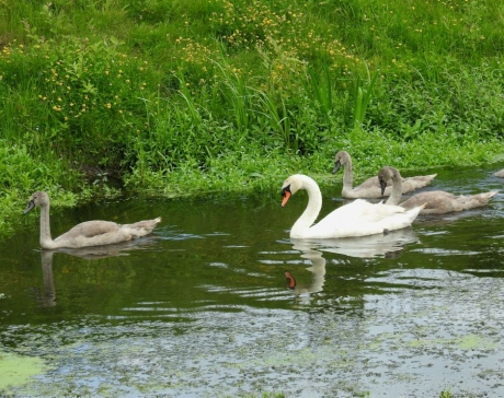 Witte zwanen.. zwarte zwanen...