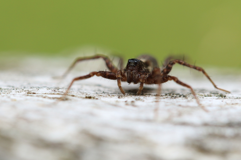 wolfspin - Geleedpotigen - 