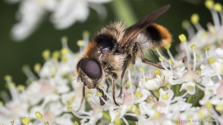 Wollig gitje (Cheilosia illustrata)