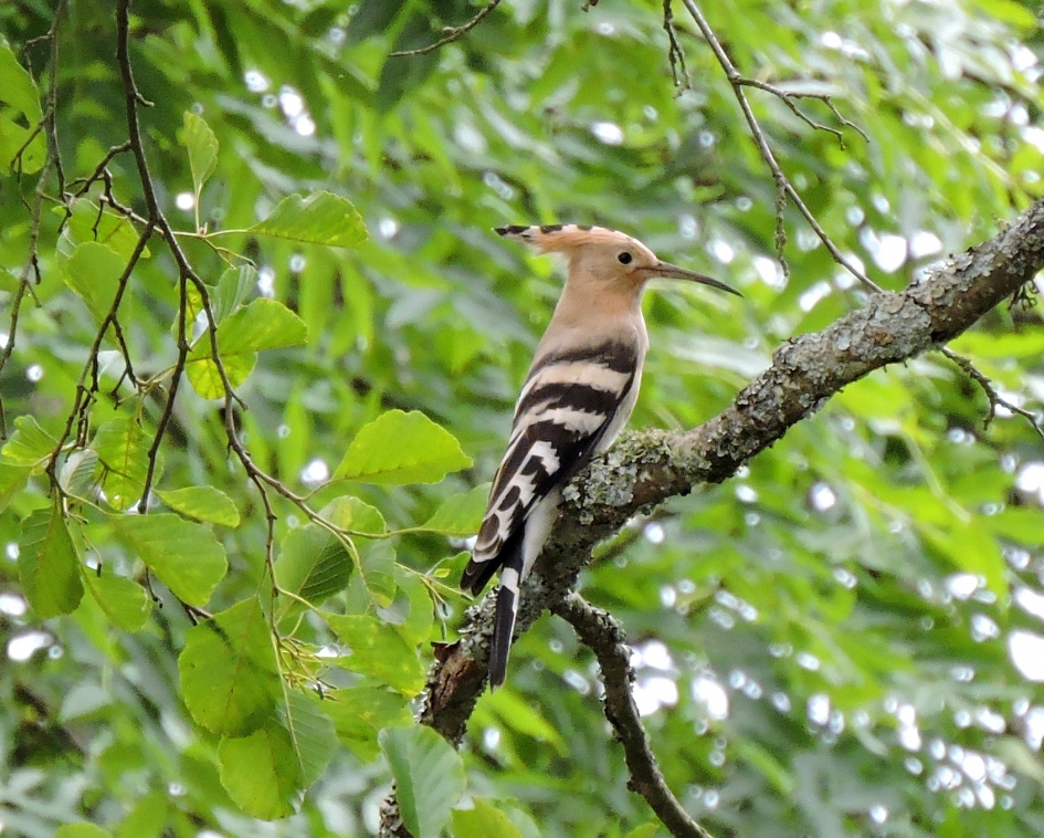 "Wow"moment - Vogels - Hop