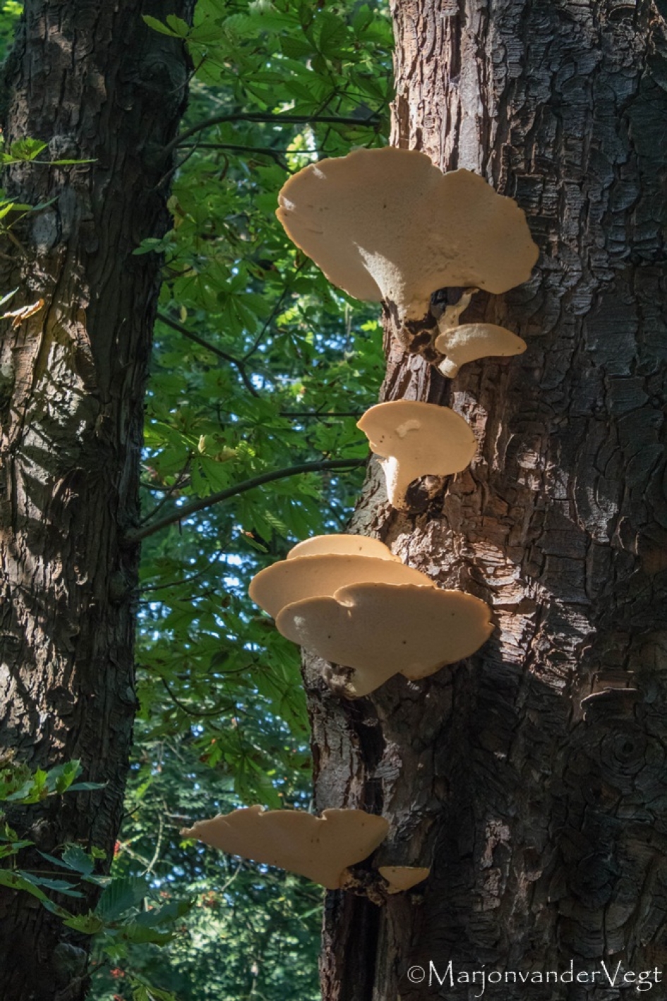 Zadelzwammen - Schimmels - Zadelzwammen