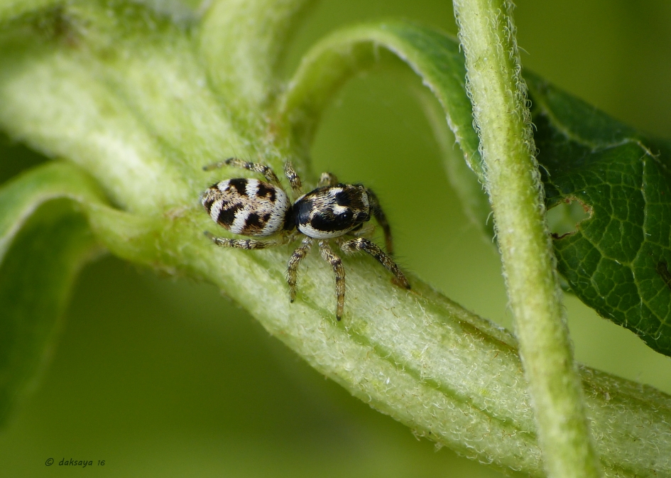 Zebraspringspin - Geleedpotigen - Zebraspringspin