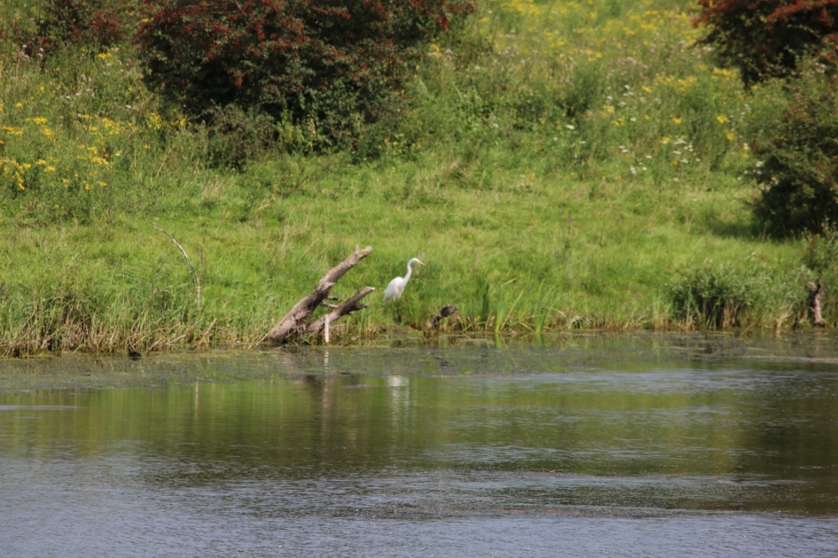 Zilverreiger - Vogels - 