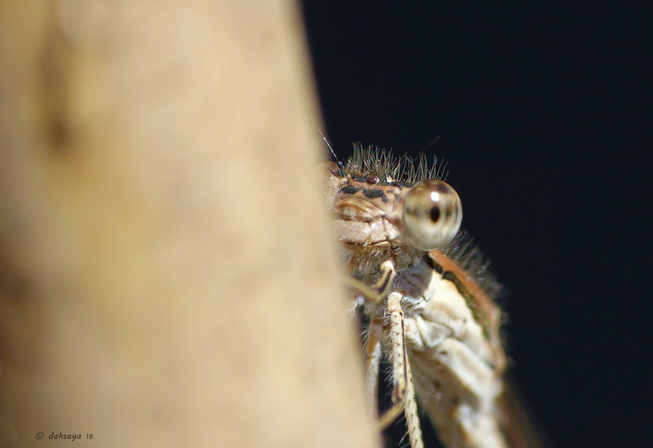 Zit mijn haar wel goed? - Geleedpotigen - Bruine winterjuffer