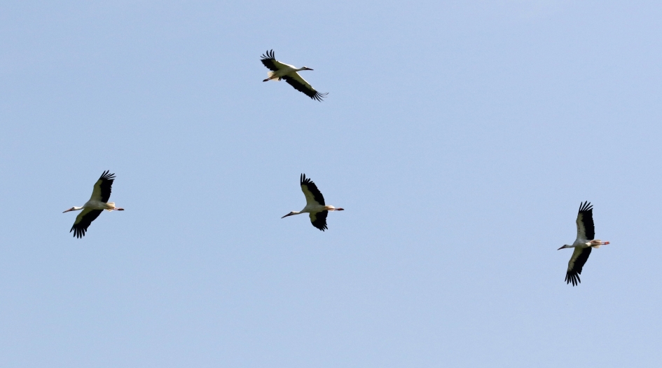 Zo heerlijk vrij zweven... - Vogels - 