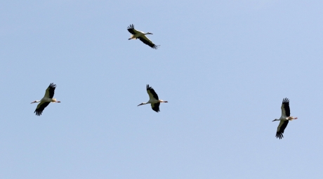 Zo heerlijk vrij zweven...