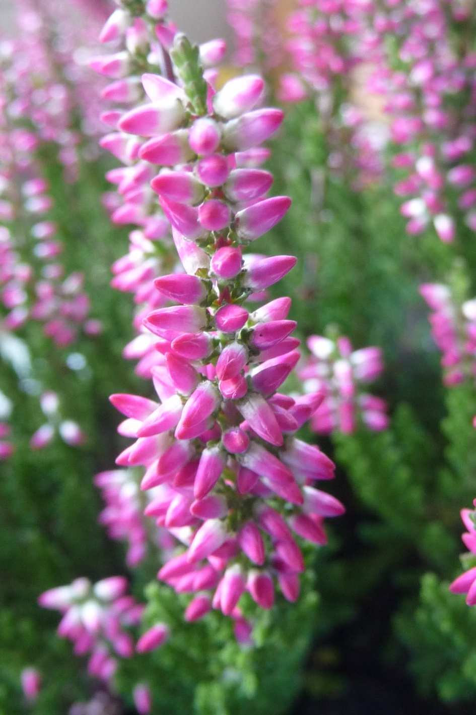 Zomerheide - Planten - 