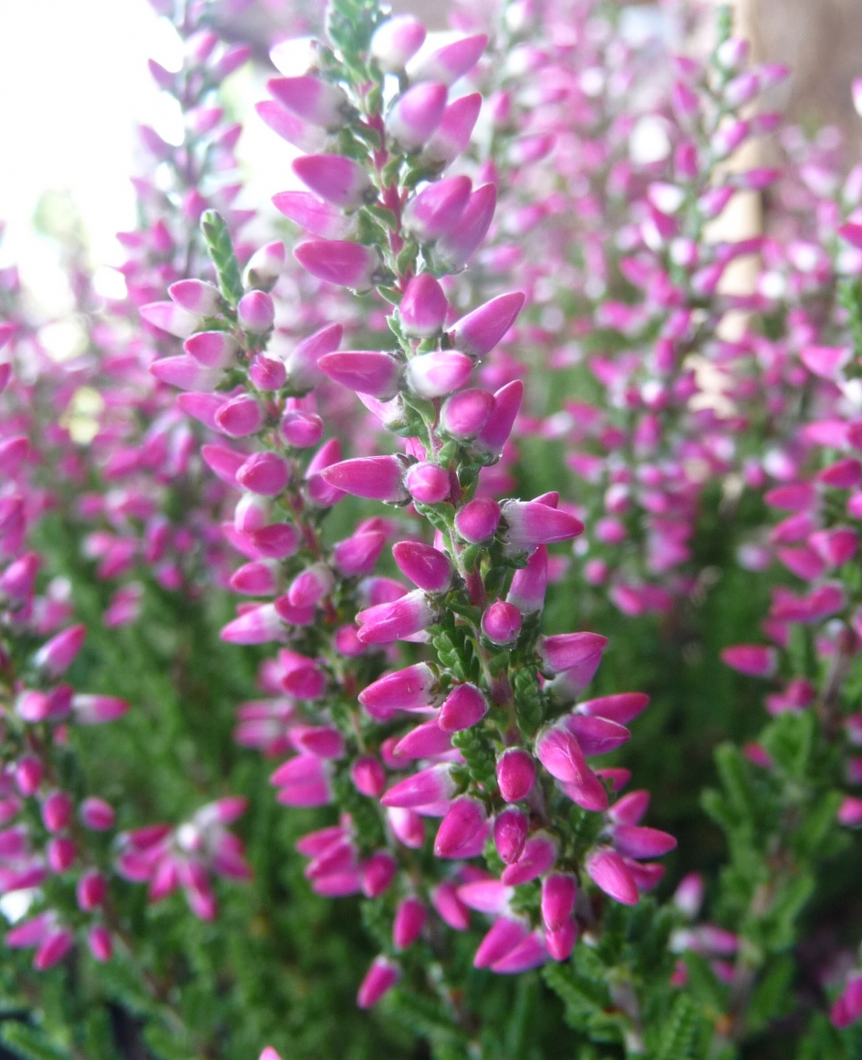 Zomerheide - Planten - 