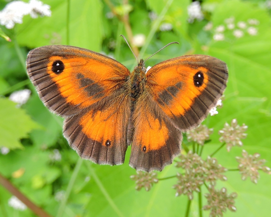 Zomers kleurtje - Geleedpotigen - Oranje zandoogje