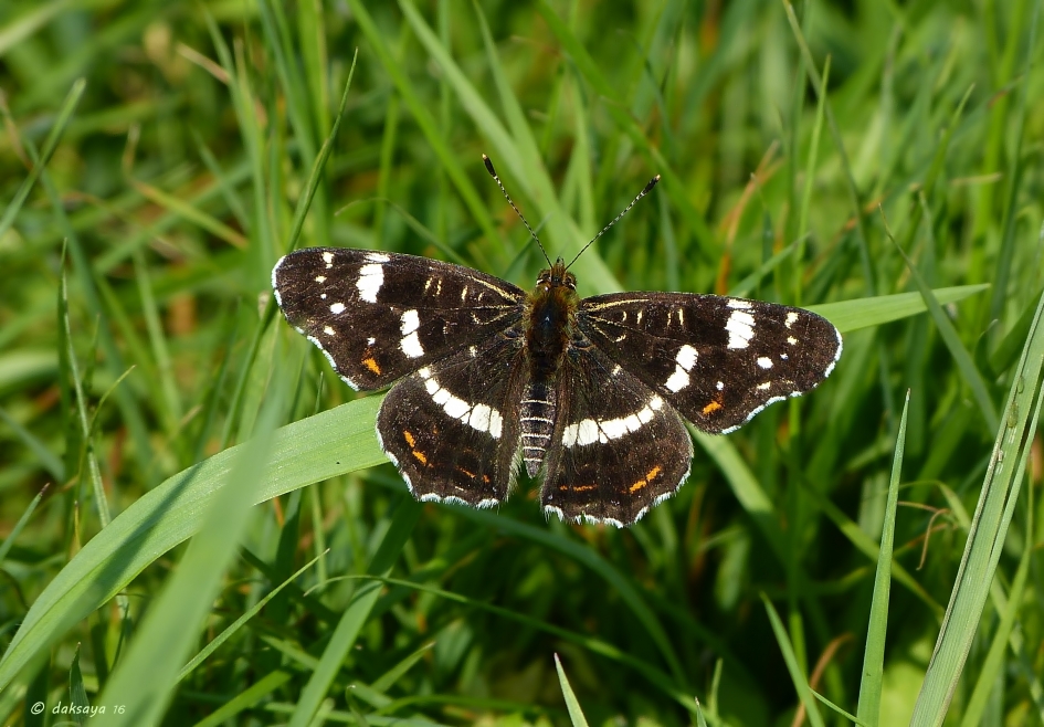 Zomervorm - Geleedpotigen - Landkaartje