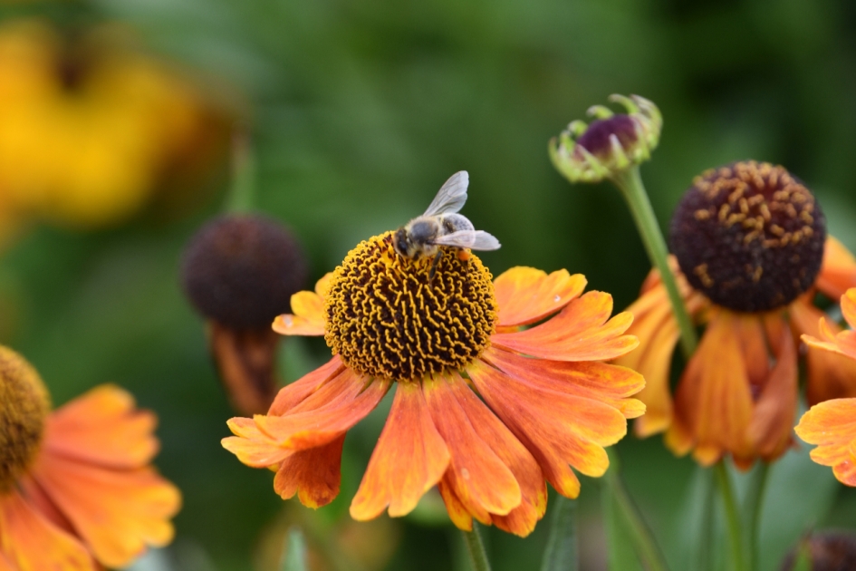 Zonnehoed - Planten - 