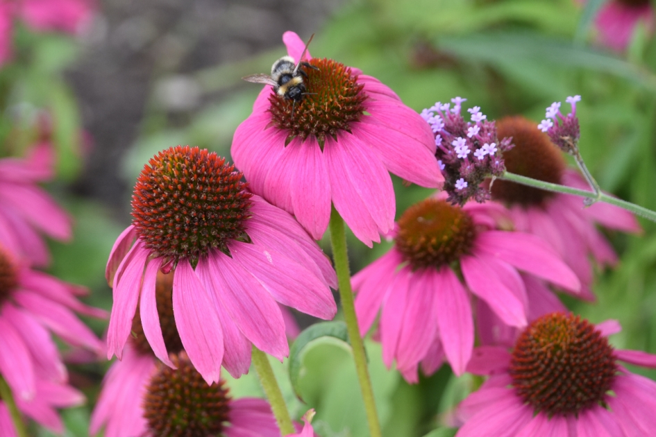 Zonnehoed - Planten - 