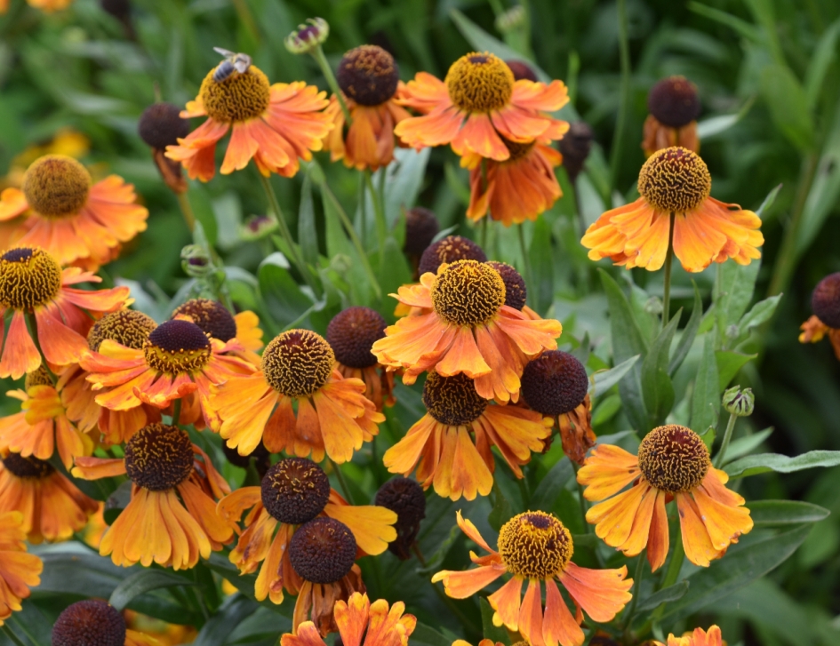 Zonnehoed - Planten - 