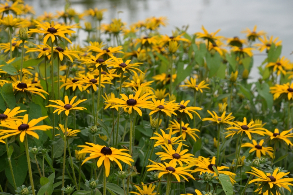 Zonnehoed - Planten - 