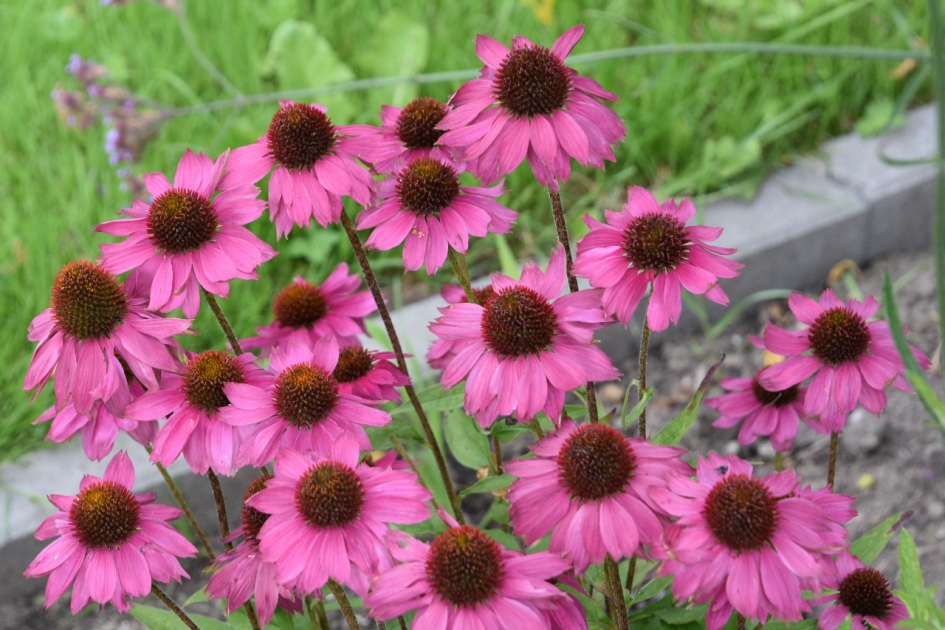 Zonnehoed - Planten - 