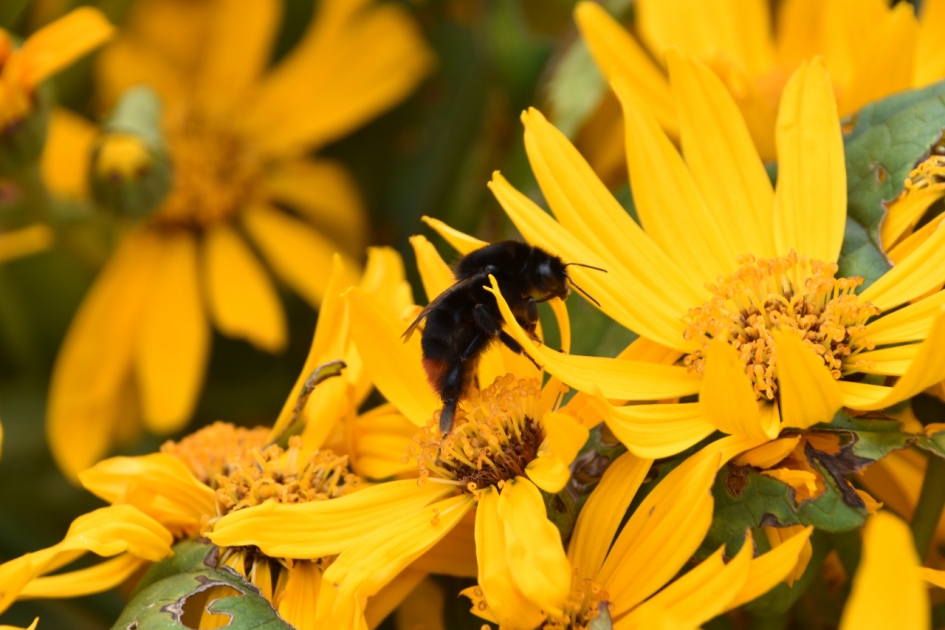 Zonnehoed met hommel - Planten - 
