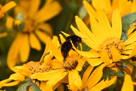 Zonnehoed met hommel