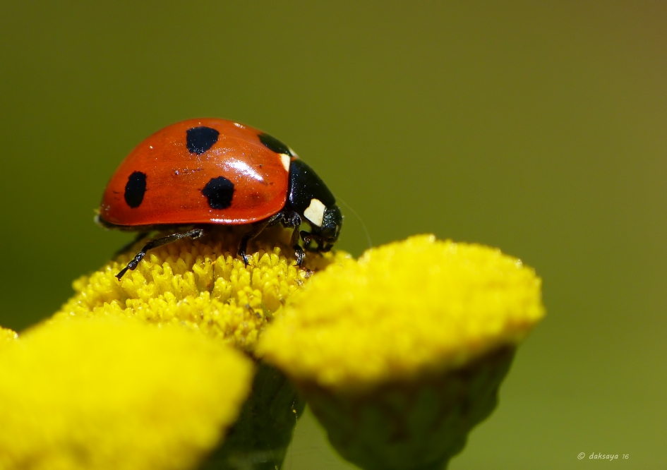 Zonovergoten - Geleedpotigen - 