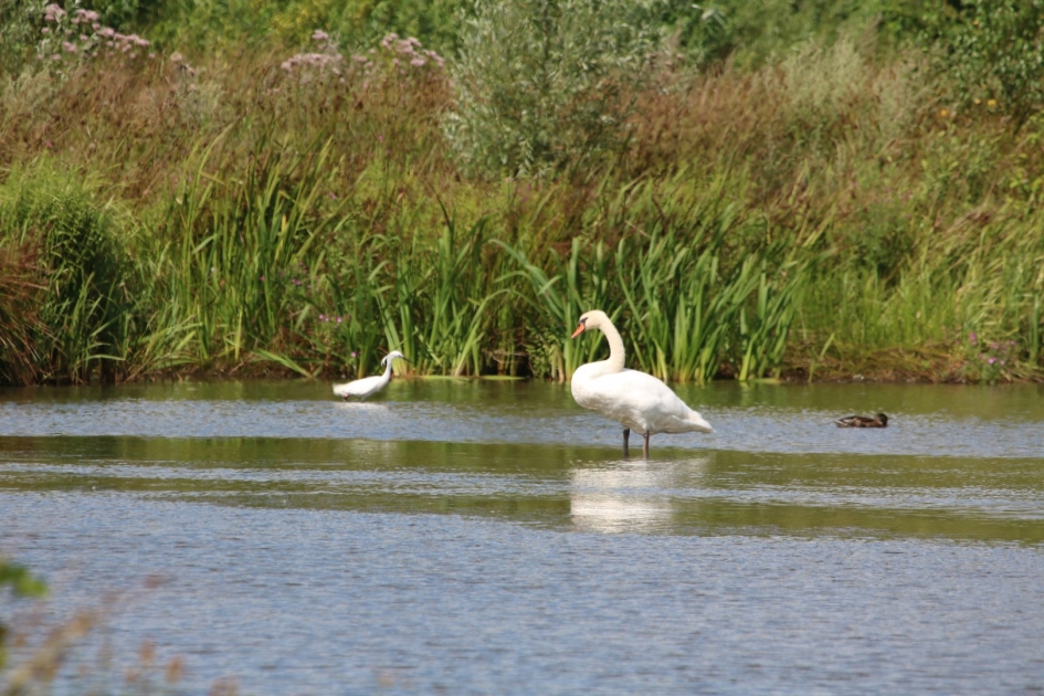 Zwaan met kleine zilverreiger - Vogels - 