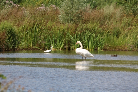 Zwaan met kleine zilverreiger