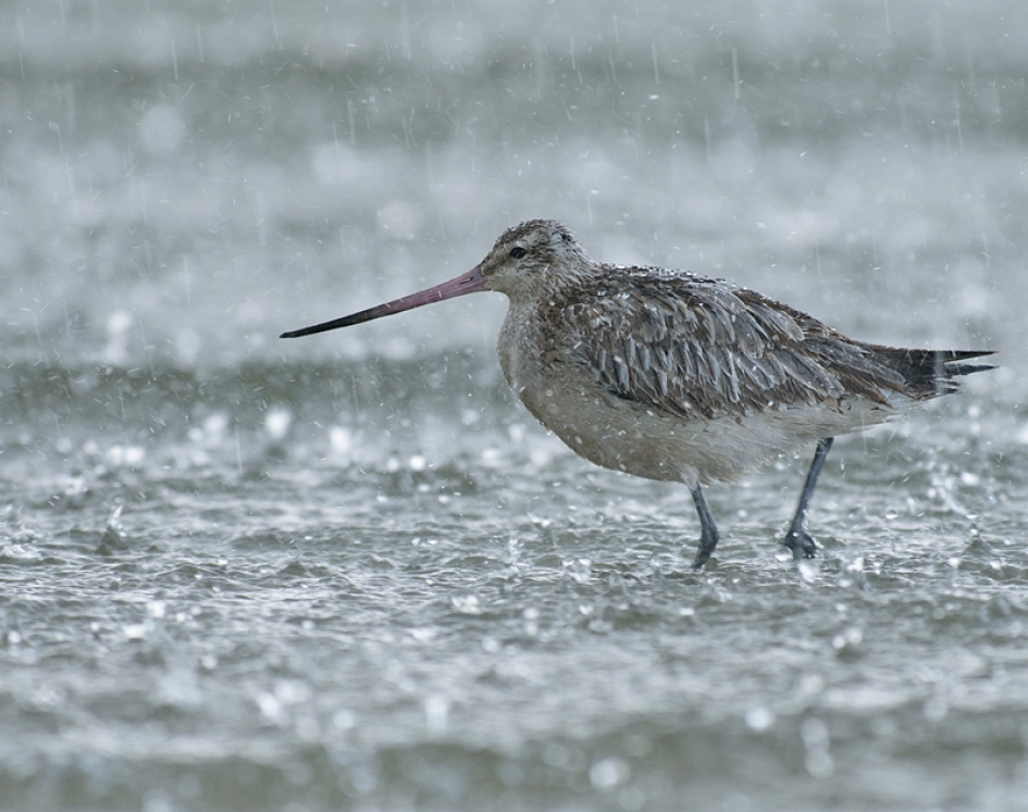 Zwaar - Vogels - Rosse Grutto