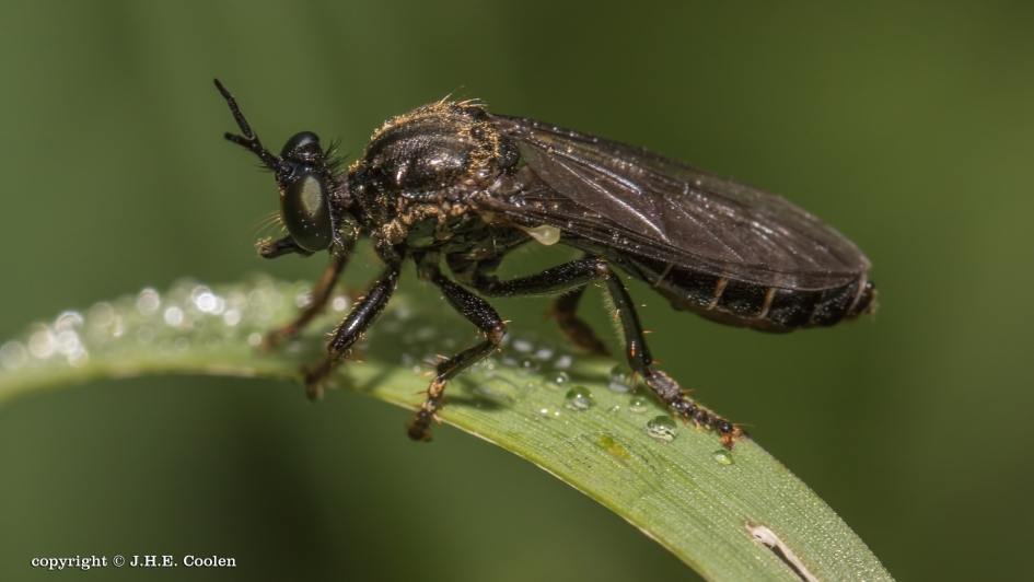 Zwart - Geleedpotigen - Zwarte bladjager