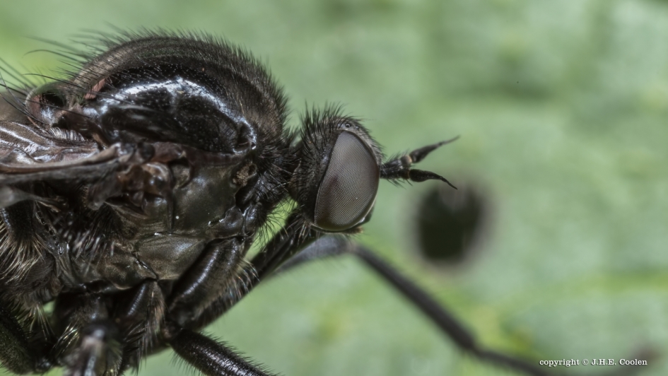Zwarte dansvlieg - Geleedpotigen - Zwarte dansvlieg
