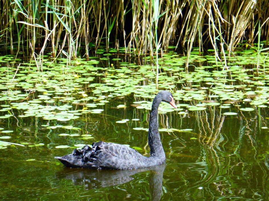 zwarte zwaan - Vogels - zwarte zwaan