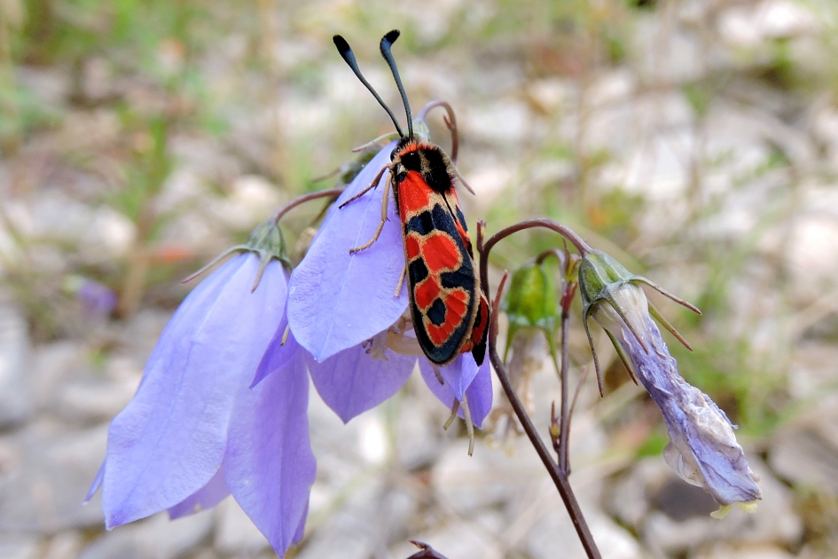 Zygaena - Geleedpotigen - Bloedrupsje