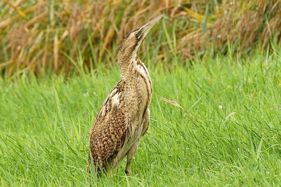 Aaan de grond genageld - Vogels - Roerdomp