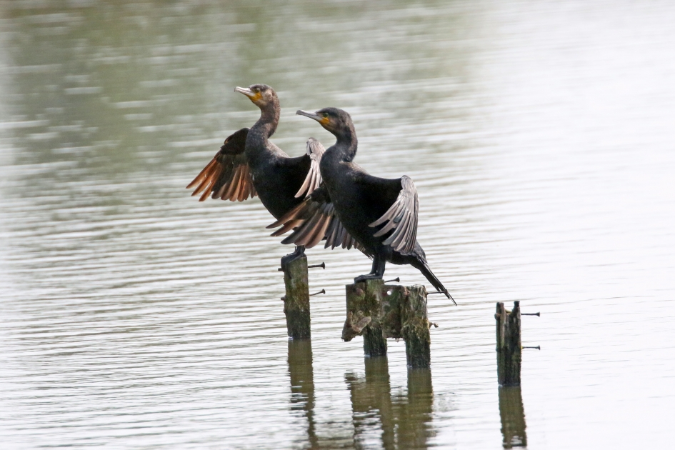 Aalscholvers - Vogels - 