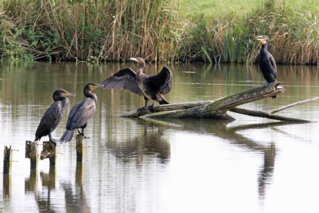Kijk jongens, dit noemen ze nu een potloodventer.