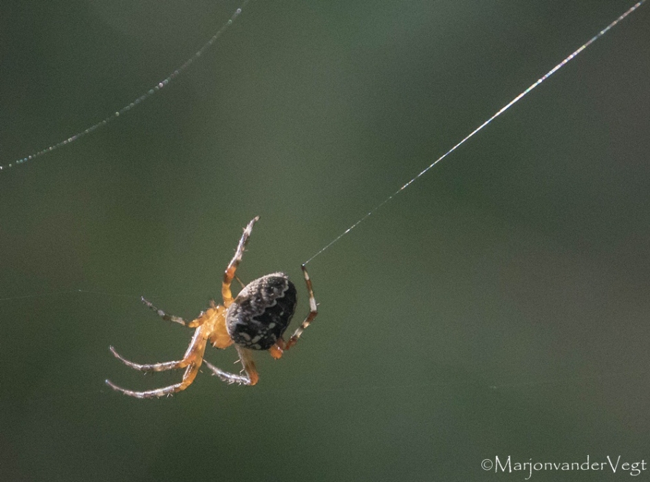 Aan 'n zijden draadje - Geleedpotigen - spin