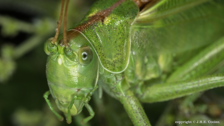 Aanblik - Geleedpotigen - Grote groene zadelsprinkhaan