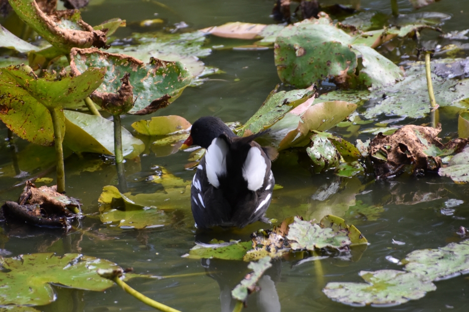 Achterkant - Vogels - 