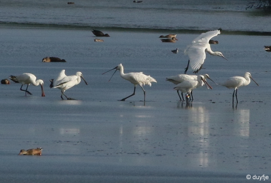 Afblijven! - Vogels - Lepelaars
