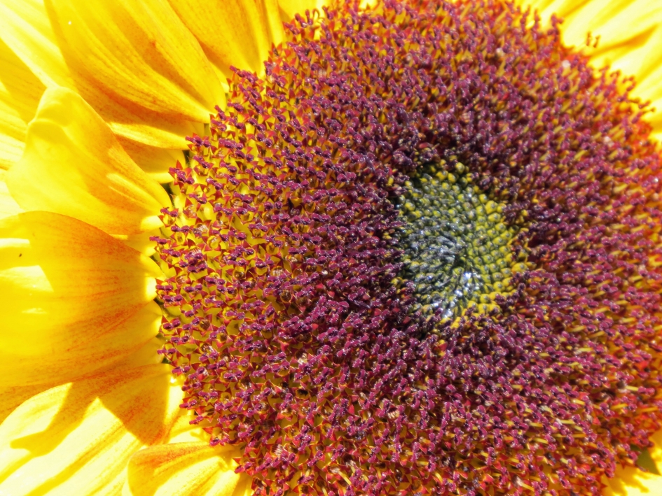 Afscheid van de zomer 2016? - Planten - 