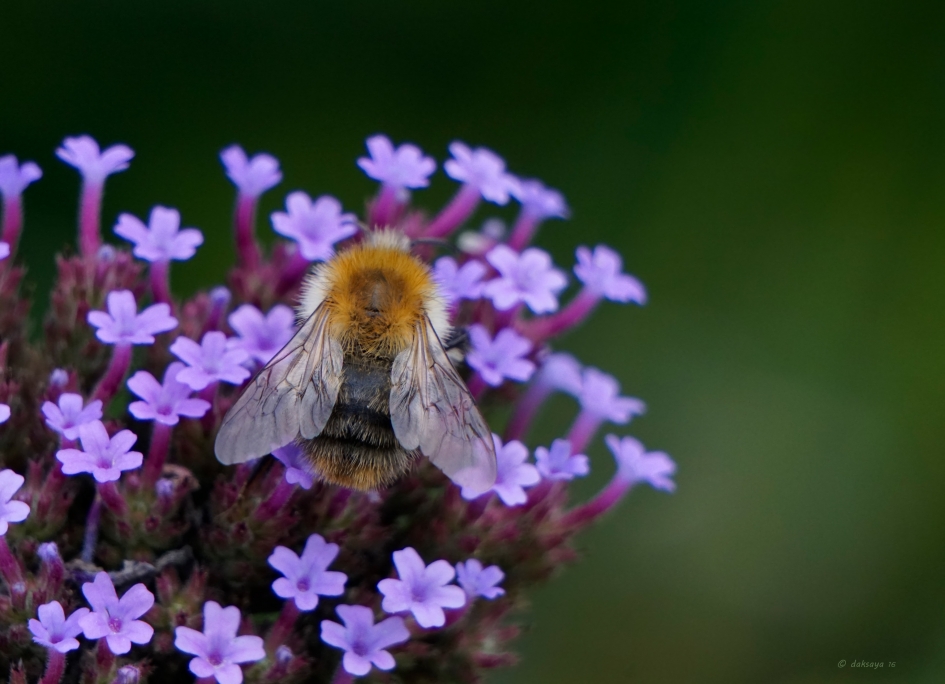 Akkerhommel op Verbena - Geleedpotigen - Akkerhommel