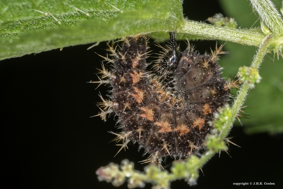 Alien - Geleedpotigen - Landkaartje