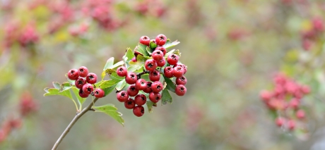 Allemaal Meidoornbesjes