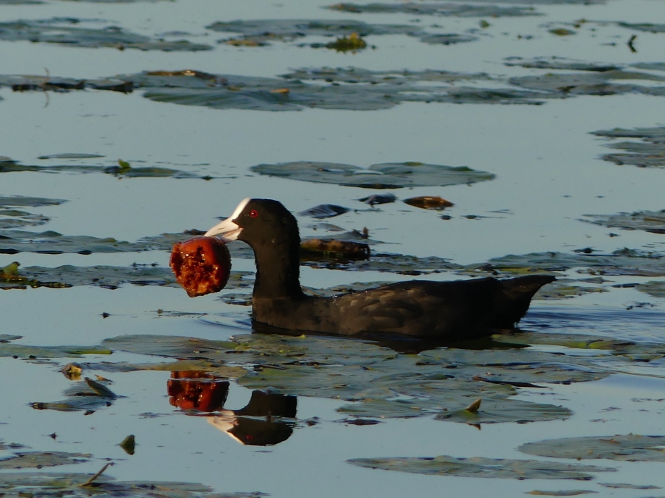 Appeltje voor de dorst - Vogels - Meerkoet