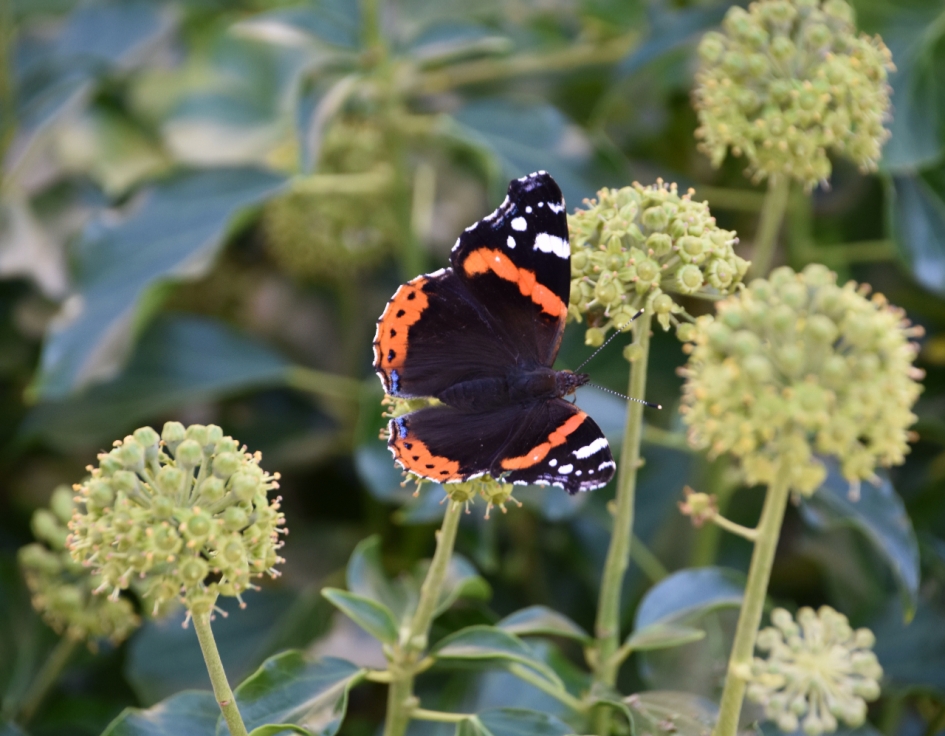 Atalanta - Geleedpotigen - 