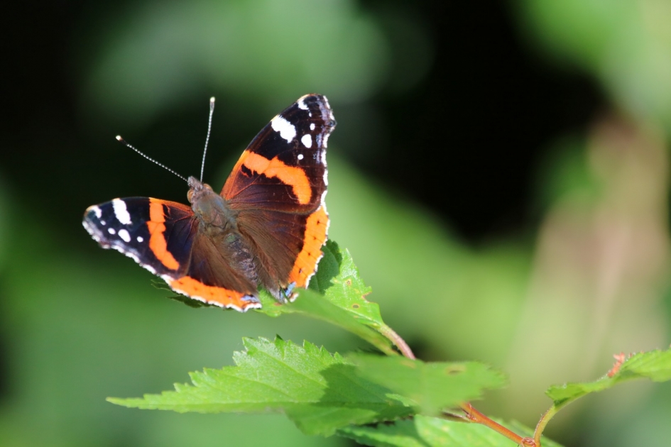 Atalanta - Geleedpotigen - 