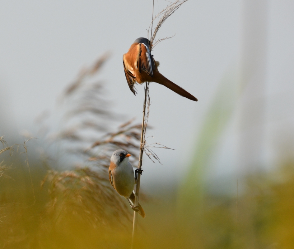 baardmannetjes - Vogels - baardmannetje